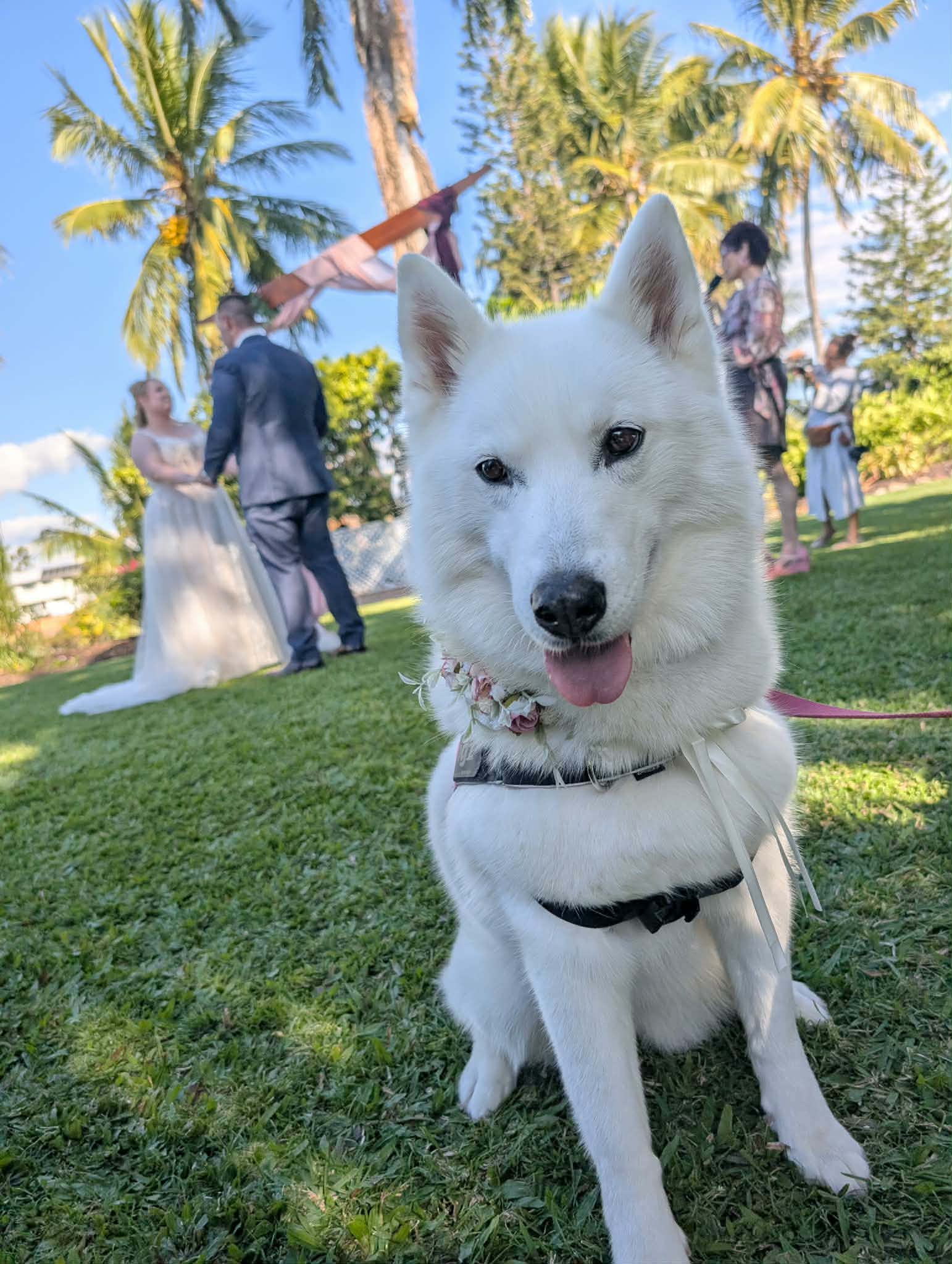 White husky wearing a flower collar at a wedding ceremony